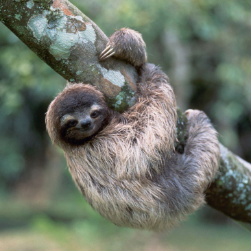 Two-toed Sloth