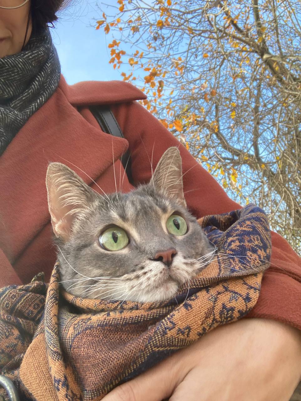 Avatar