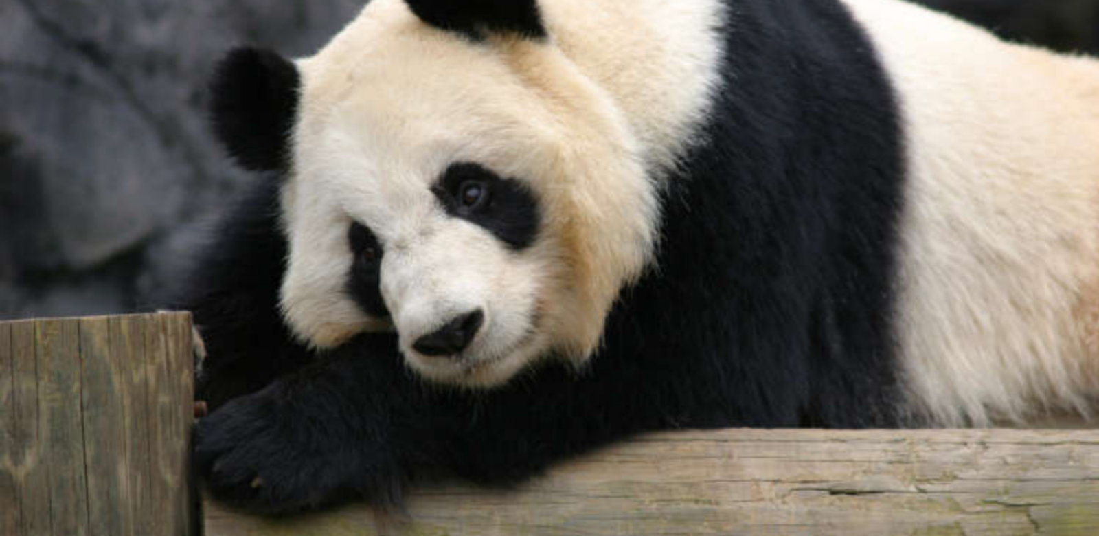 Giant Panda