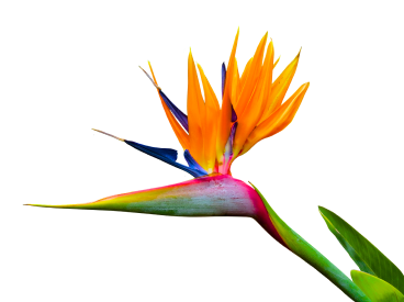 strelitzia image